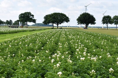 Kartoffeln am Standort Schwüblingsen, Feldtag Schwüblingsen, 10. Juni 2024