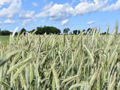 Feldtag Hamerstorf 2019