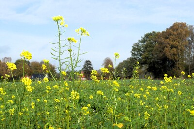 Zwischenfruchtbestand Wehnen - © Lea Ball Zwischenfruchtbestand Wehnen