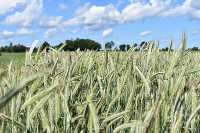 Feldtag Hamerstorf 2019