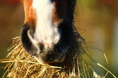Heu fressen - © rihaij / pixabay.com Heu fressen