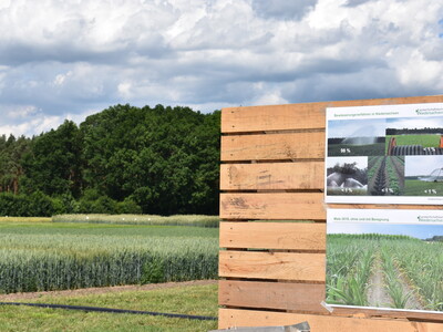 Feldtag Hamerstorf 2019