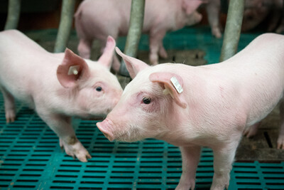 Ferkel in einem Betrieb mit konventioneller Haltung. - © Wolfgang Ehrecke Ferkel in einem Betrieb mit konventioneller Haltung.