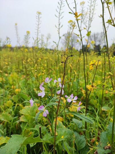 Zwischenfrucht in Wehnen