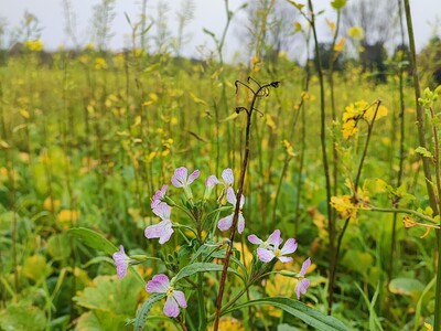 Zwischenfrucht in Wehnen