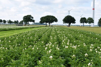 Kartoffeln am Standort Schwüblingsen, Feldtag Schwüblingsen, 10. Juni 2024