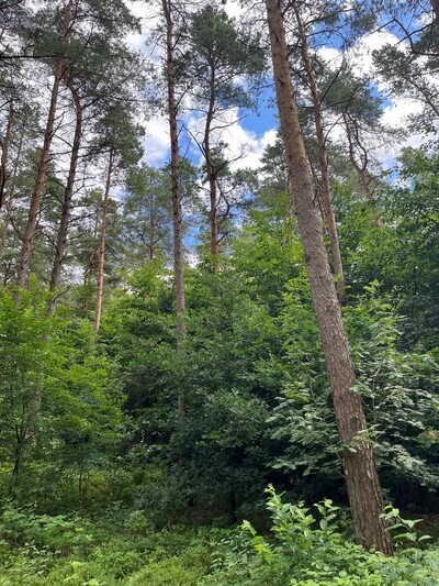 Sandkrug: Buchen Voranbau - © Dr. Kilian Loesch Sandkrug, Buchen Voranbau