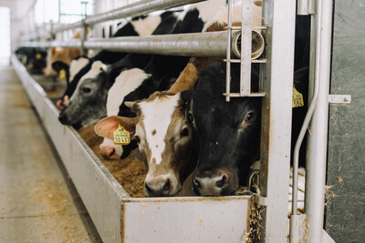 Kälbermast mit Kreuzungstieren - © Kontrollgemeinschaft Deutsches Kalbfleisch Kälbermast mit Kreuzungstieren