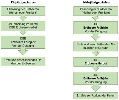 Schema DBE im Erdbeeranbau nach Anbauverfahren_2024